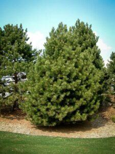 Сосна Чёрная (Pinus Nigra) купить по цене от 270.00р. в интернет-магазине «Посадика» с доставкой почтой в в Верхняя Пышмае и по всей России – [изображение №1].