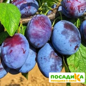 Слива Чачакская ранняя купить по цене от 229.00р. в интернет-магазине «Посадика» с доставкой почтой в в Верхняя Пышмае и по всей России – [изображение №1].