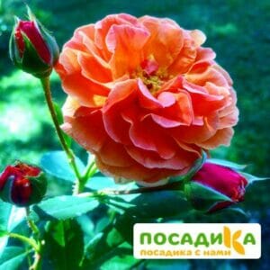 Роза Арабия купить по цене от 350.00р. в интернет-магазине «Посадика» с доставкой почтой в в Верхняя Пышмае и по всей России – [изображение №1].