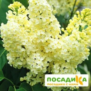 Сирень Примроуз (Primrose) купить по цене от 529.00р. в интернет-магазине «Посадика» с доставкой почтой в в Верхняя Пышмае и по всей России – [изображение №1].