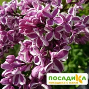 Сирень Сенсация купить по цене от 529.00р. в интернет-магазине «Посадика» с доставкой почтой в в Верхняя Пышмае и по всей России – [изображение №1].