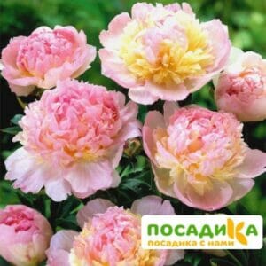 Пион Распберри Сандей (Paeonia Raspberry Sundae) купить по цене от 959р. в интернет-магазине «Посадика» с доставкой почтой в в Верхняя Пышмае и по всей России – [изображение №1].