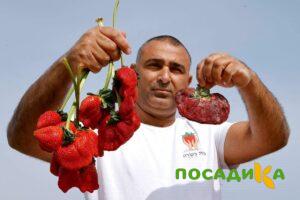 Клубника Гигант Джорнея купить по цене от 266р. в интернет-магазине «Посадика» с доставкой почтой в в Верхняя Пышмае и по всей России – [изображение №1].