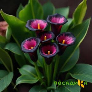 Калла Аура Лейс купить по цене от 400р. в интернет-магазине «Посадика» с доставкой почтой в в Верхняя Пышмае и по всей России – [изображение №1].