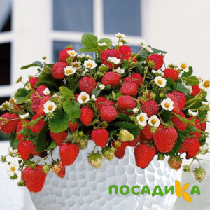 Клубника Рубиновый Шепот (горшечная) купить по цене от 240р. в интернет-магазине «Посадика» с доставкой почтой в в Верхняя Пышмае и по всей России – [изображение №1].