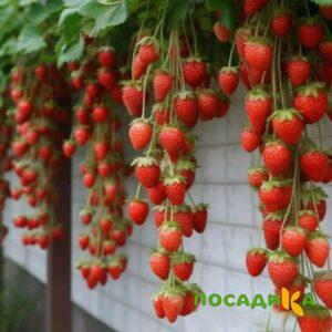 Клубника вьющаяся Комплимент купить по цене от 470р. в интернет-магазине «Посадика» с доставкой почтой в в Верхняя Пышмае и по всей России – [изображение №1].
