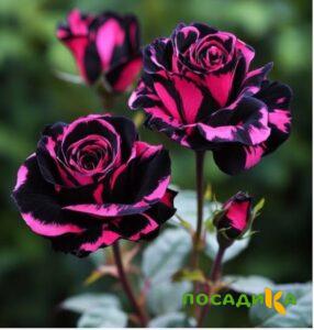 Роза Багровый Шепот купить по цене от 366р. в интернет-магазине «Посадика» с доставкой почтой в в Верхняя Пышмае и по всей России – [изображение №1].