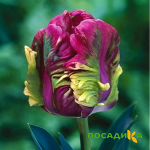 Тюльпан Экзотик Хэвен купить по цене от 186р. в интернет-магазине «Посадика» с доставкой почтой в в Верхняя Пышмае и по всей России – [изображение №1].