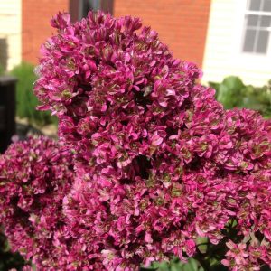 Флокс Филингс купить по цене от 329р. в интернет-магазине «Посадика» с доставкой почтой в в Верхняя Пышмае и по всей России – [изображение №1].