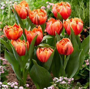 Тюльпан Гудошник Дабл купить по цене от 185р. в интернет-магазине «Посадика» с доставкой почтой в в Верхняя Пышмае и по всей России – [изображение №1].