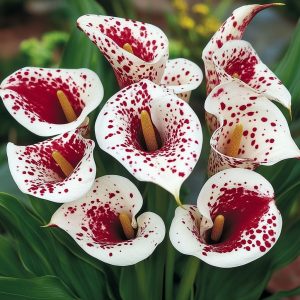 Калла Эмпайр купить по цене от 302р. в интернет-магазине «Посадика» с доставкой почтой в в Верхняя Пышмае и по всей России – [изображение №1].