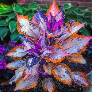 Хоста Эмеральд Тиара купить по цене от 602р. в интернет-магазине «Посадика» с доставкой почтой в в Верхняя Пышмае и по всей России – [изображение №1].