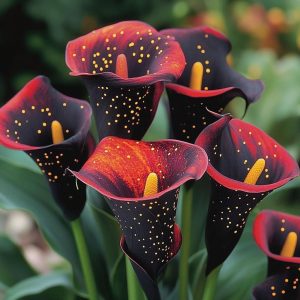 Калла Нуар купить по цене от 299р. в интернет-магазине «Посадика» с доставкой почтой в в Верхняя Пышмае и по всей России – [изображение №1].