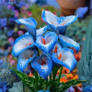 Калла Портрейт купить по цене от 292р. в интернет-магазине «Посадика» с доставкой почтой в в Верхняя Пышмае и по всей России – [изображение №1].