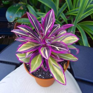 Хоста Сильвер Стик купить по цене от 650р. в интернет-магазине «Посадика» с доставкой почтой в в Верхняя Пышмае и по всей России – [изображение №1].