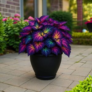 Хоста Фрости Блю купить по цене от 389р. в интернет-магазине «Посадика» с доставкой почтой в в Верхняя Пышмае и по всей России – [изображение №1].