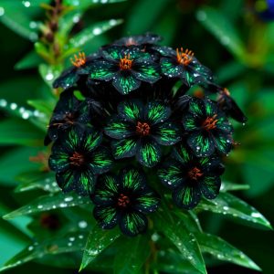 Флокс Ривьера купить по цене от 299р. в интернет-магазине «Посадика» с доставкой почтой в в Верхняя Пышмае и по всей России – [изображение №1].