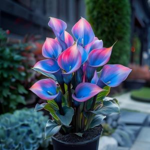 Калла Импрессия купить по цене от 590р. в интернет-магазине «Посадика» с доставкой почтой в в Верхняя Пышмае и по всей России – [изображение №1].