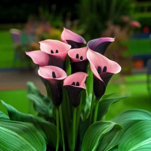 Калла Энигма купить по цене от 291р. в интернет-магазине «Посадика» с доставкой почтой в в Верхняя Пышмае и по всей России – [изображение №1].