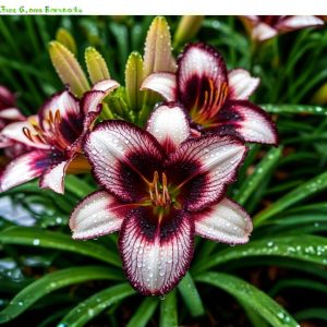 Лилейник Крим Сикл купить по цене от 799р. в интернет-магазине «Посадика» с доставкой почтой в в Верхняя Пышмае и по всей России – [изображение №1].