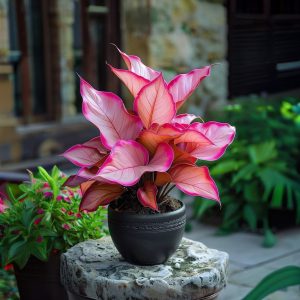 Хоста Розовая Симфония купить по цене от 800р. в интернет-магазине «Посадика» с доставкой почтой в в Верхняя Пышмае и по всей России – [изображение №1].