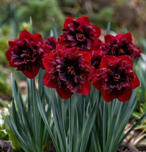 Нарцисс Сапфировый Бриз купить по цене от 3000р. в интернет-магазине «Посадика» с доставкой почтой в в Верхняя Пышмае и по всей России – [изображение №1].