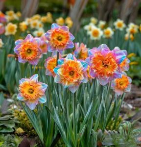 Нарцисс Айвери Дон купить по цене от 3000р. в интернет-магазине «Посадика» с доставкой почтой в в Верхняя Пышмае и по всей России – [изображение №1].