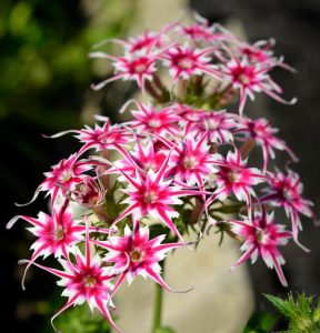 Флокс Метельчатый Путь купить по цене от 456р. в интернет-магазине «Посадика» с доставкой почтой в в Верхняя Пышмае и по всей России – [изображение №1].