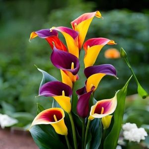 Калла Кристалл купить по цене от 450р. в интернет-магазине «Посадика» с доставкой почтой в в Верхняя Пышмае и по всей России – [изображение №1].