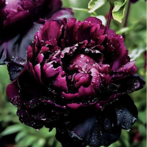 Пион Темный Сад купить по цене от 421р. в интернет-магазине «Посадика» с доставкой почтой в в Верхняя Пышмае и по всей России – [изображение №1].