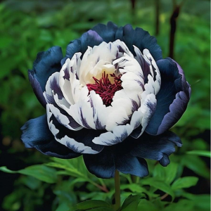 Пион Древовидный Инь-Янь купить по цене от 419р. в интернет-магазине «Посадика» с доставкой почтой в в Верхняя Пышмае и по всей России – [изображение №1].