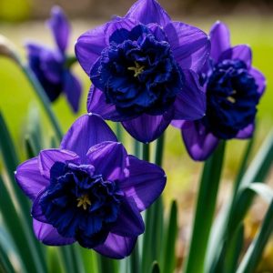 Нарцисс Арт Нуво купить по цене от 378р. в интернет-магазине «Посадика» с доставкой почтой в в Верхняя Пышмае и по всей России – [изображение №1].