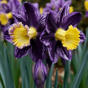 Нарцисс Акропоис купить по цене от 382р. в интернет-магазине «Посадика» с доставкой почтой в в Верхняя Пышмае и по всей России – [изображение №1].