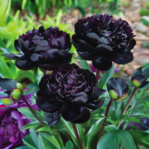 Пион Королевский Бархат купить по цене от 419р. в интернет-магазине «Посадика» с доставкой почтой в в Верхняя Пышмае и по всей России – [изображение №1].