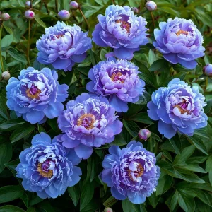 Пион Голубой лотос купить по цене от 590р. в интернет-магазине «Посадика» с доставкой почтой в в Верхняя Пышмае и по всей России – [изображение №1].