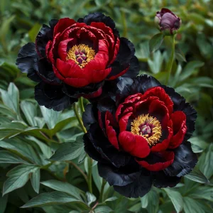 Пион Эбеновый Рубин купить по цене от 419р. в интернет-магазине «Посадика» с доставкой почтой в в Верхняя Пышмае и по всей России – [изображение №1].