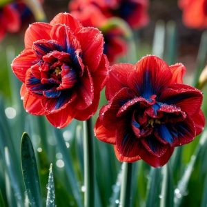 Нарцисс Эрличе купить по цене от 386р. в интернет-магазине «Посадика» с доставкой почтой в в Верхняя Пышмае и по всей России – [изображение №1].