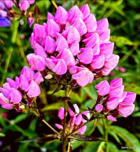 Флокс Бутоник купить по цене от 461р. в интернет-магазине «Посадика» с доставкой почтой в в Верхняя Пышмае и по всей России – [изображение №1].