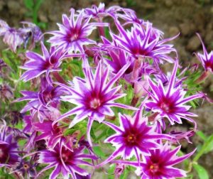 Флокс Звездное Кружево купить по цене от 361р. в интернет-магазине «Посадика» с доставкой почтой в в Верхняя Пышмае и по всей России – [изображение №1].