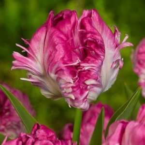 Тюльпан махровый Кул Кристал купить по цене от 400р. в интернет-магазине «Посадика» с доставкой почтой в в Верхняя Пышмае и по всей России – [изображение №1].