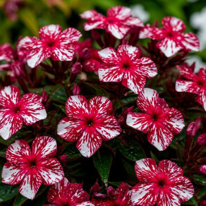 Флокс Ливер Гриммер купить по цене от 590р. в интернет-магазине «Посадика» с доставкой почтой в в Верхняя Пышмае и по всей России – [изображение №1].