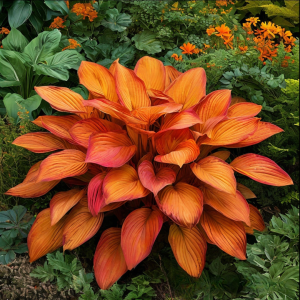 Хоста Солнечный Нектар купить по цене от 605р. в интернет-магазине «Посадика» с доставкой почтой в в Верхняя Пышмае и по всей России – [изображение №1].