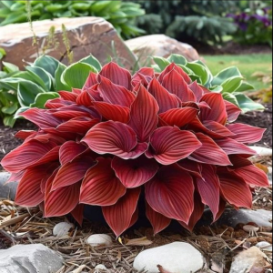 Хоста Малыш Шедевр купить по цене от 421р. в интернет-магазине «Посадика» с доставкой почтой в в Верхняя Пышмае и по всей России – [изображение №1].